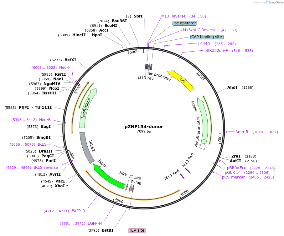 112320-plasmid-map-sequence-id-228529