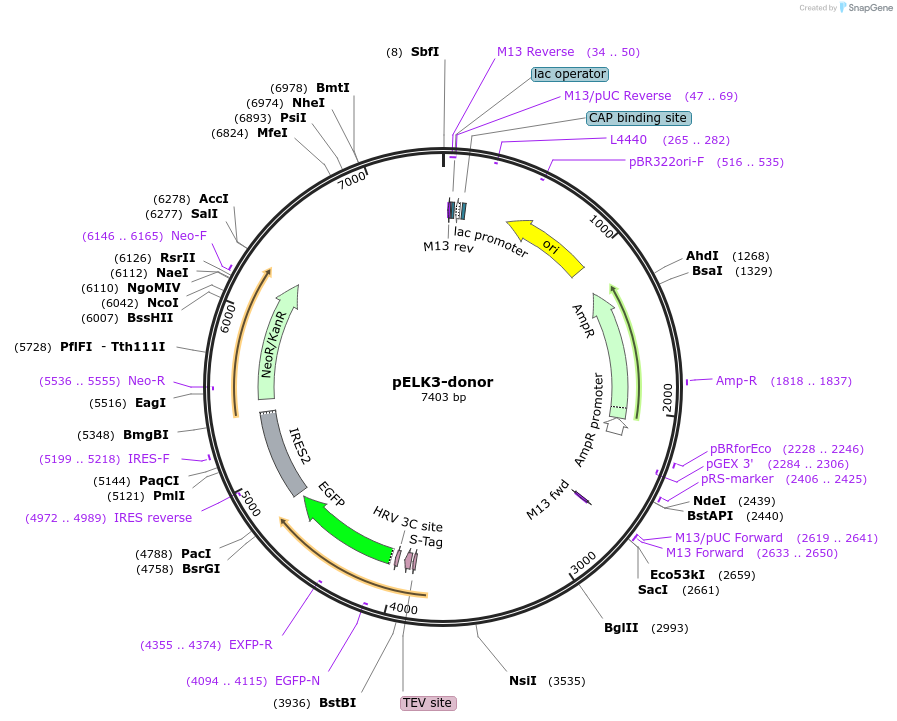 112322-plasmid-map-sequence-id-228533
