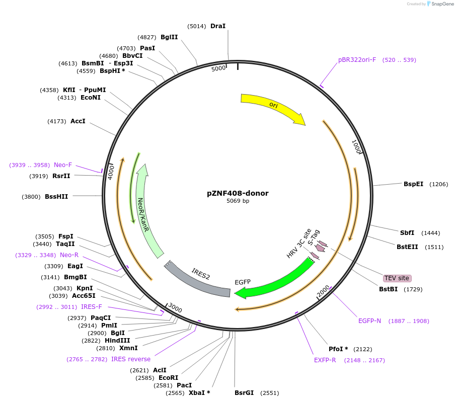112323-plasmid-map-sequence-id-228535