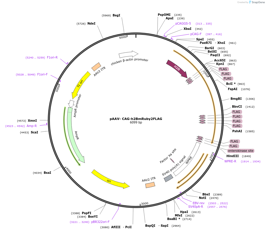 116872-plasmid-map-sequence-id-228536