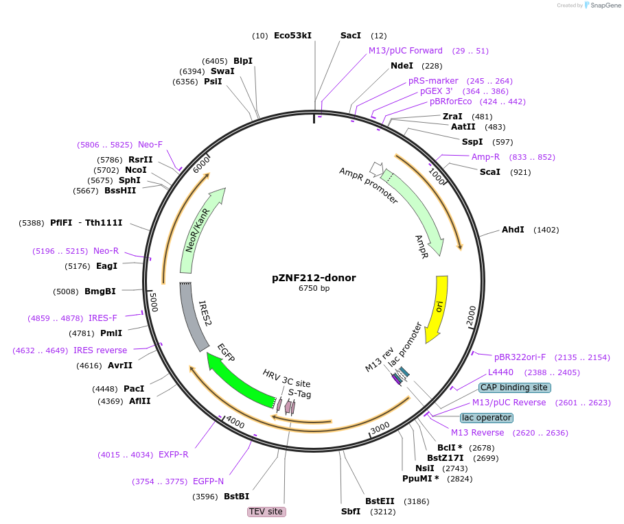 112331-plasmid-map-sequence-id-228559