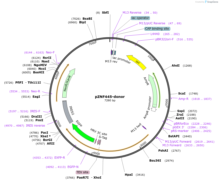 112332-plasmid-map-sequence-id-228561