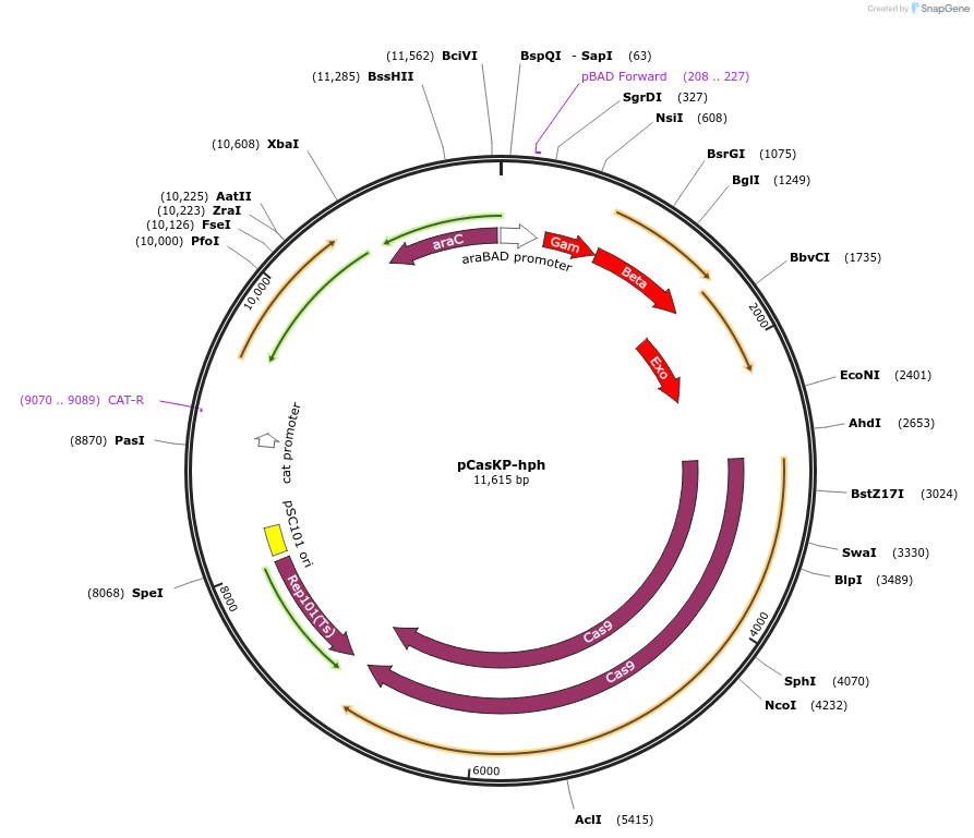 117232-plasmid-map-sequence-id-228567