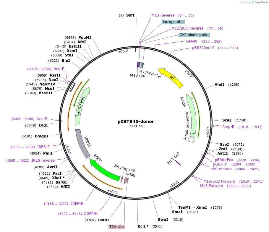 112335-plasmid-map-sequence-id-228569