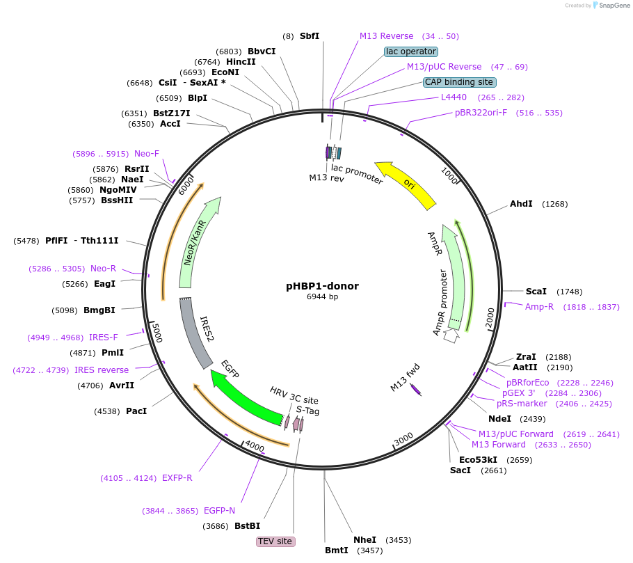 112336-plasmid-map-sequence-id-228570