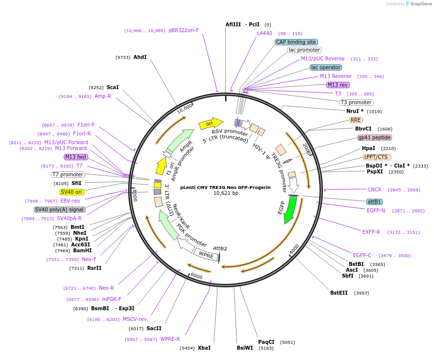 118710-plasmid-map-sequence-id-228571