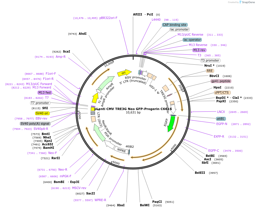 118711-plasmid-map-sequence-id-228575