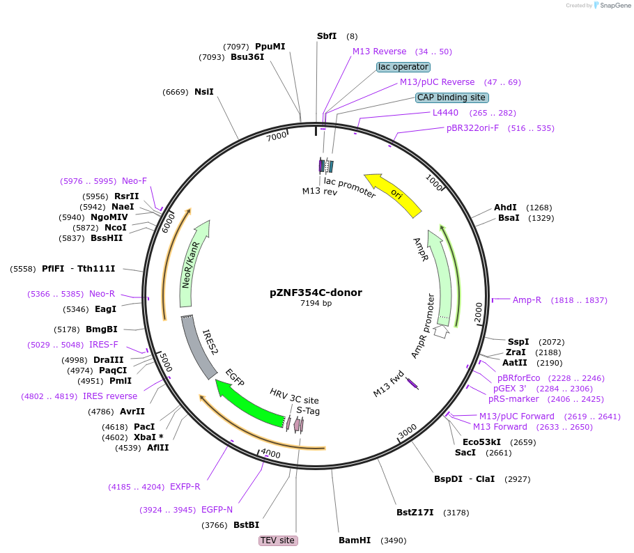 112339-plasmid-map-sequence-id-228576