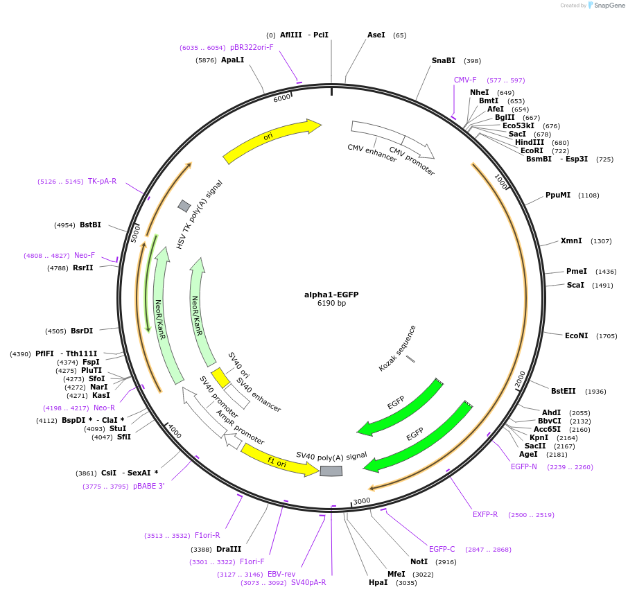 118952-plasmid-map-sequence-id-228581