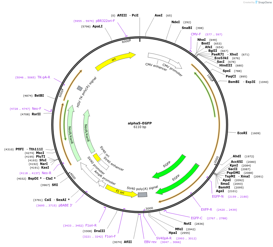 118956-plasmid-map-sequence-id-228584