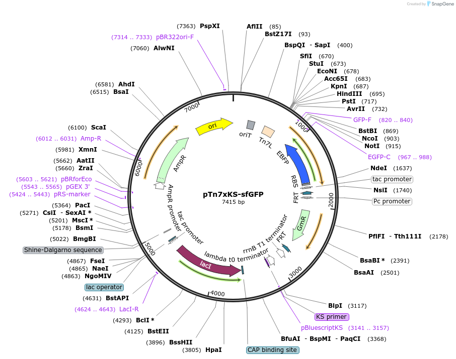 117394-plasmid-map-sequence-id-228633