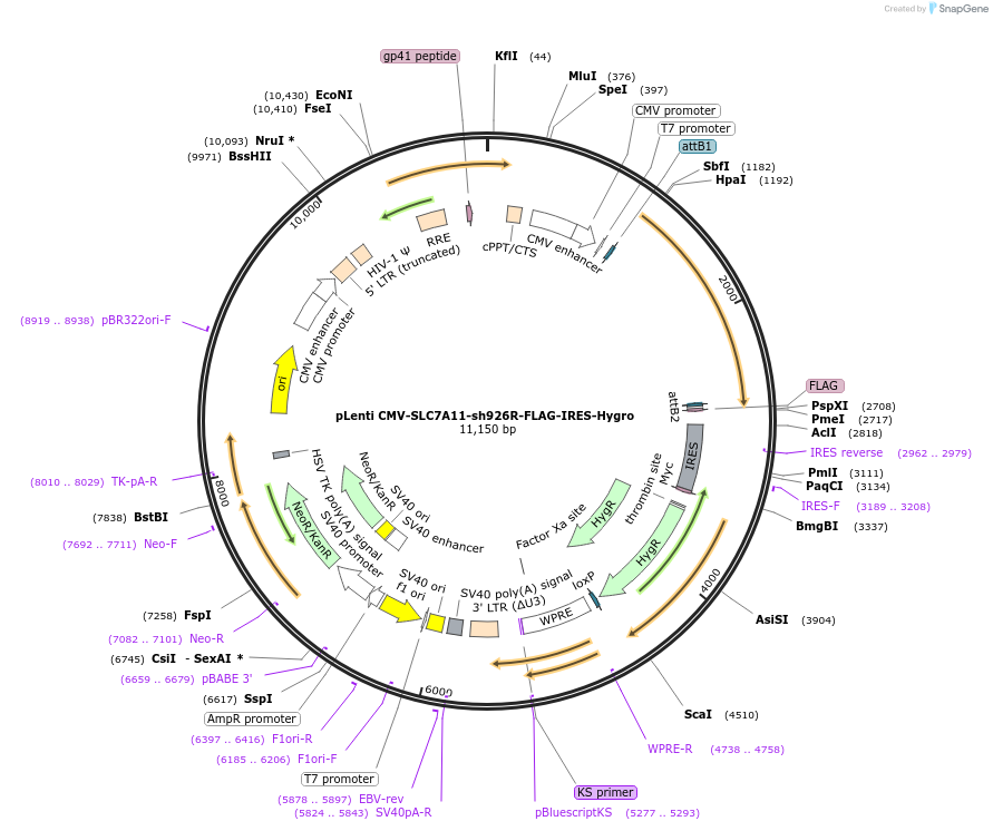 118702-plasmid-map-sequence-id-228635