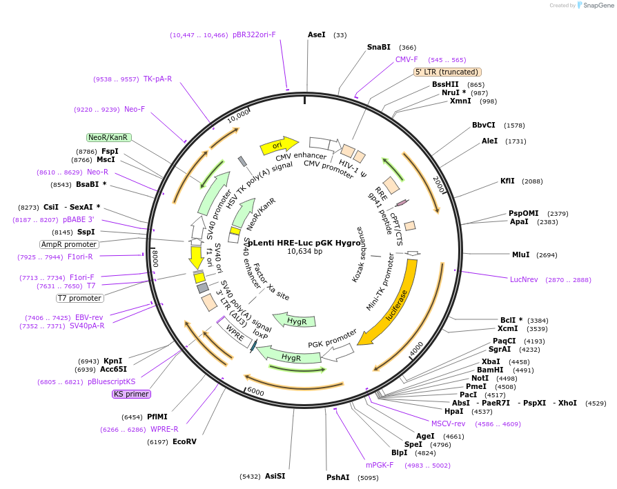 118706-plasmid-map-sequence-id-228638