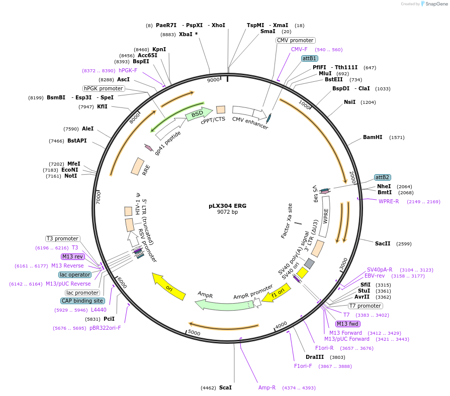118625-plasmid-map-sequence-id-228914