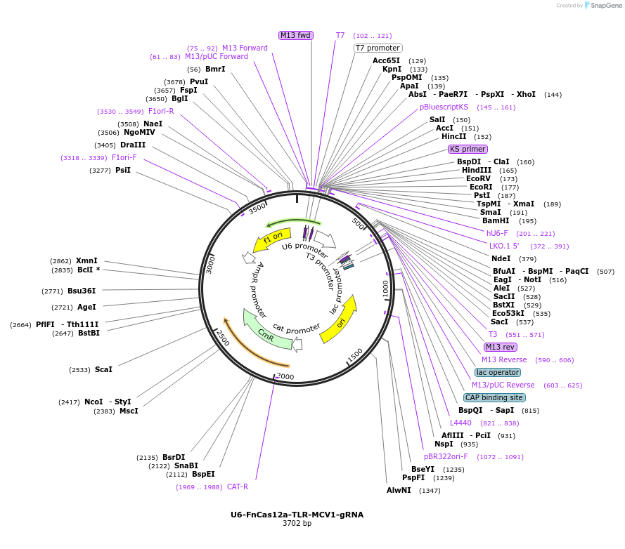 117412-plasmid-map-sequence-id-228915