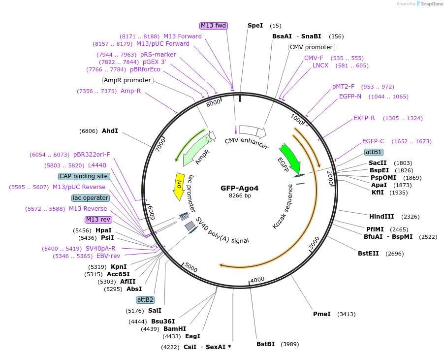 21536-plasmid-map-sequence-id-228916
