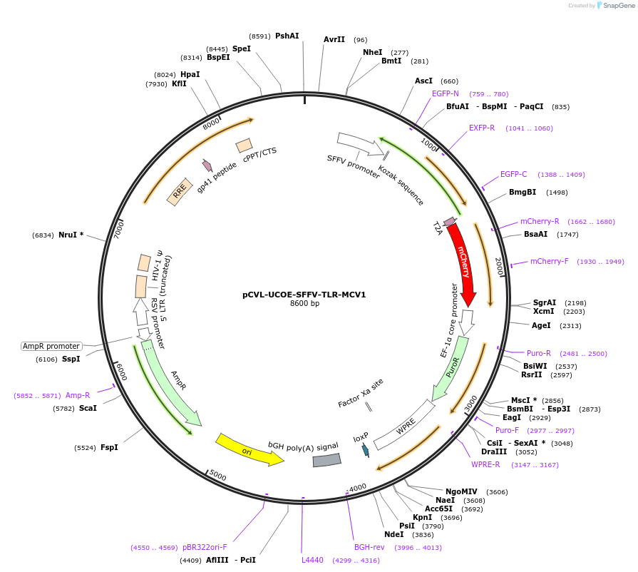 117111-plasmid-map-sequence-id-228917