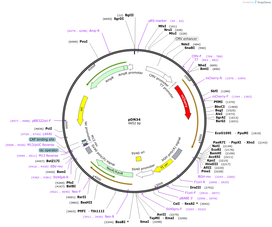 61343-plasmid-map-sequence-id-228919