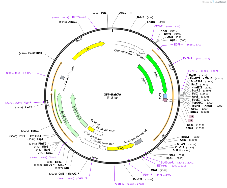 61803-plasmid-map-sequence-id-228921