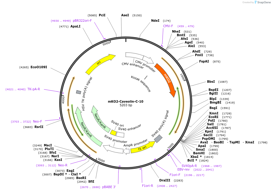 57859-plasmid-map-sequence-id-228925