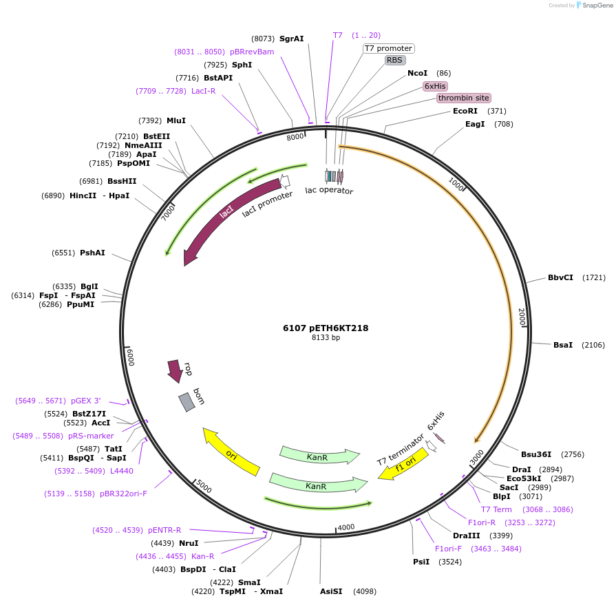 1241-plasmid-map-sequence-id-228928