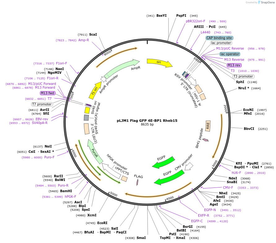 112761-plasmid-map-sequence-id-228950