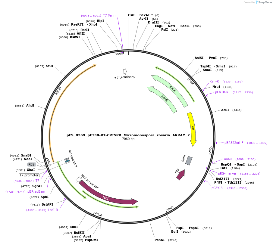 116971-plasmid-map-sequence-id-228959