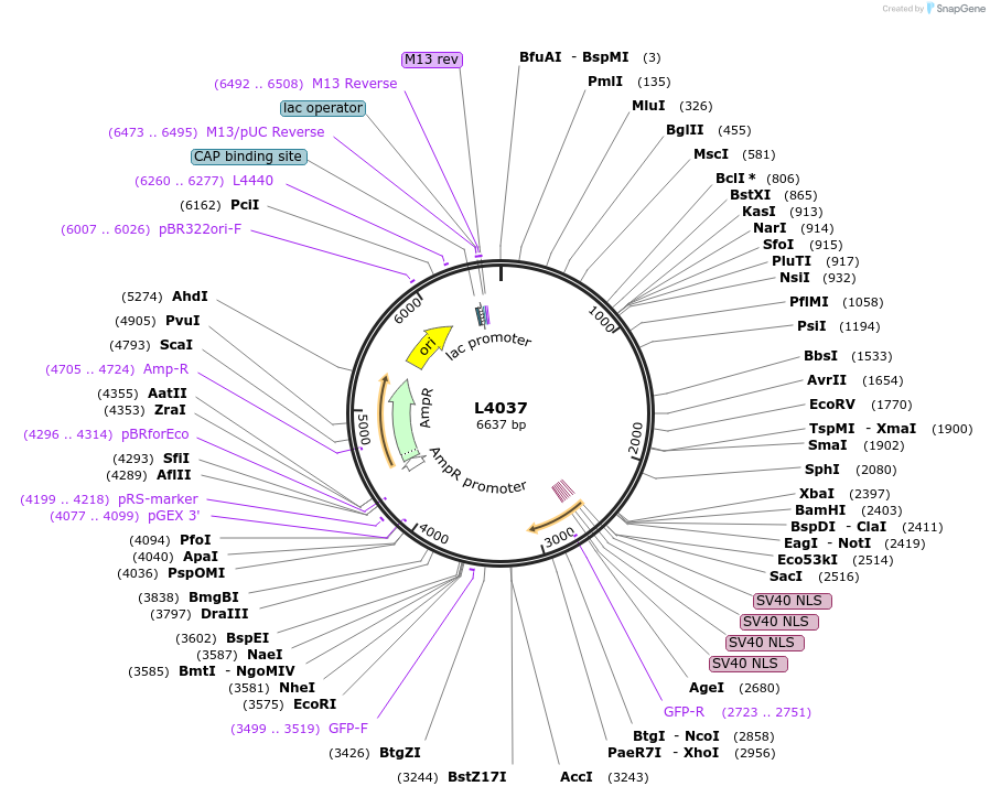 1619-plasmid-map-sequence-id-229