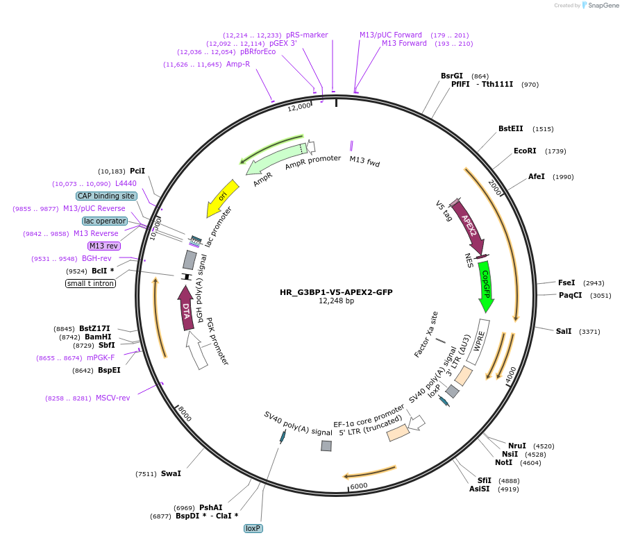 105284-plasmid-map-sequence-id-229022