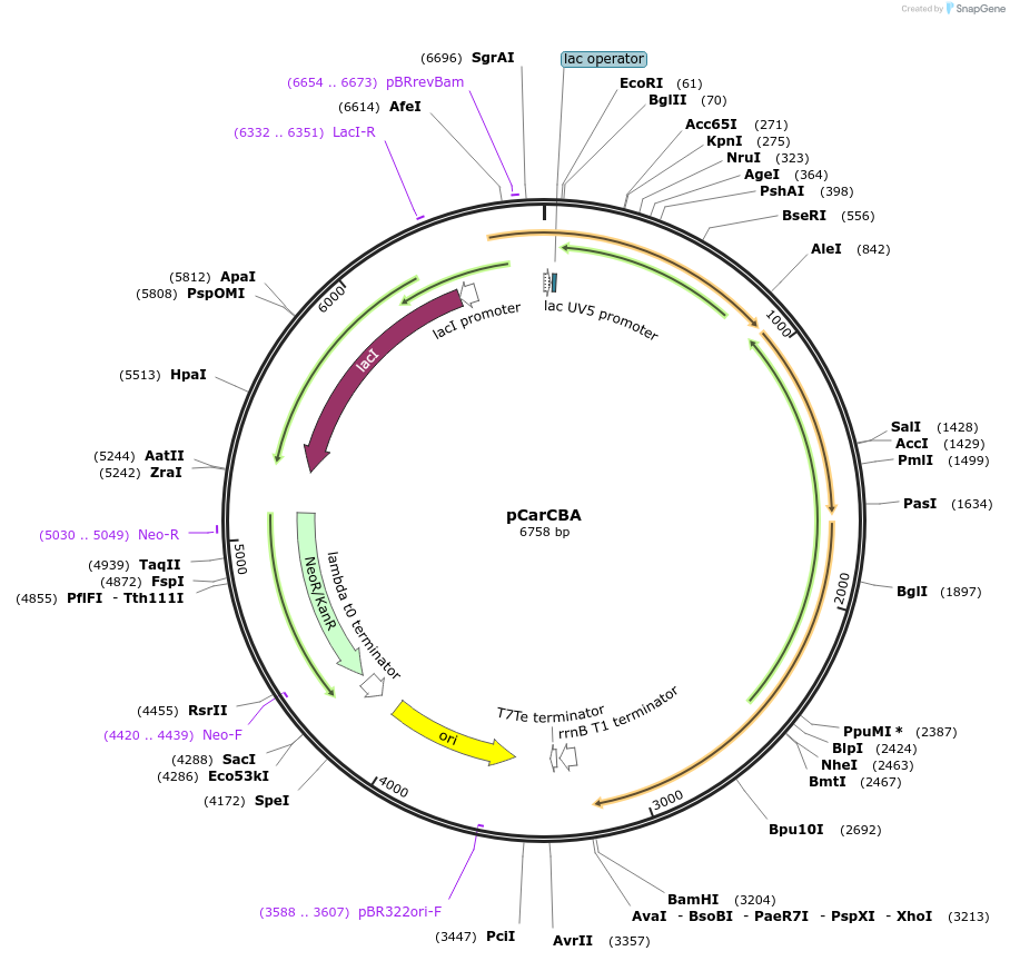 117754-plasmid-map-sequence-id-229023