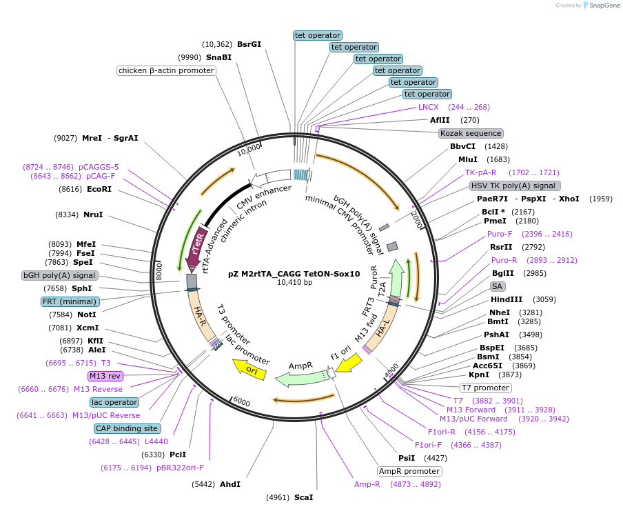 115240-plasmid-map-sequence-id-229029