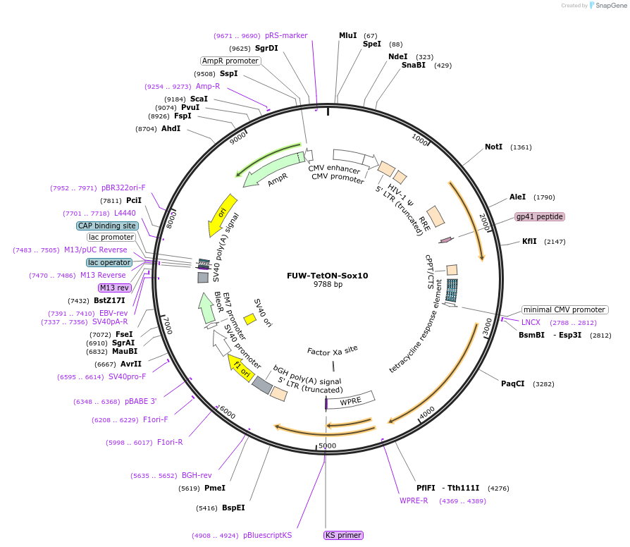 115242-plasmid-map-sequence-id-229032