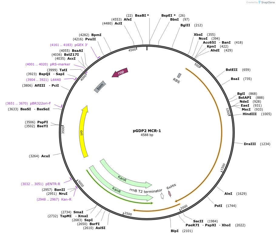 118404-plasmid-map-sequence-id-229034