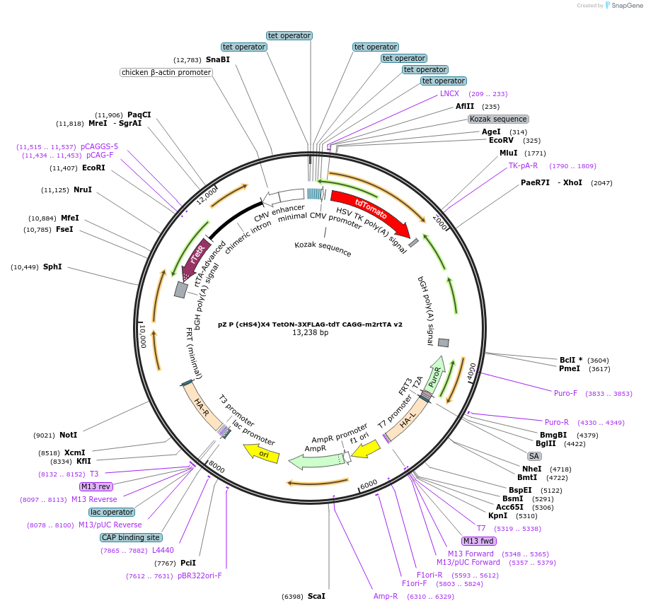 112669-plasmid-map-sequence-id-229038