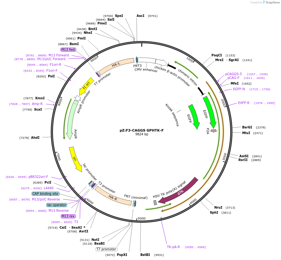 112666-plasmid-map-sequence-id-229049