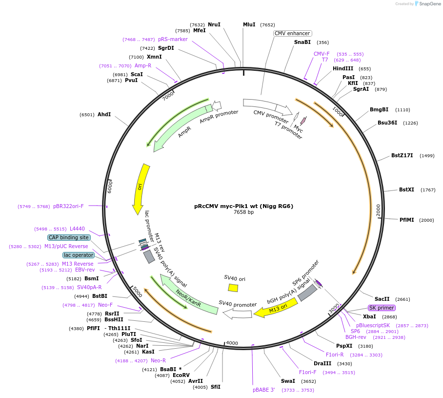 41160-plasmid-map-sequence-id-229056