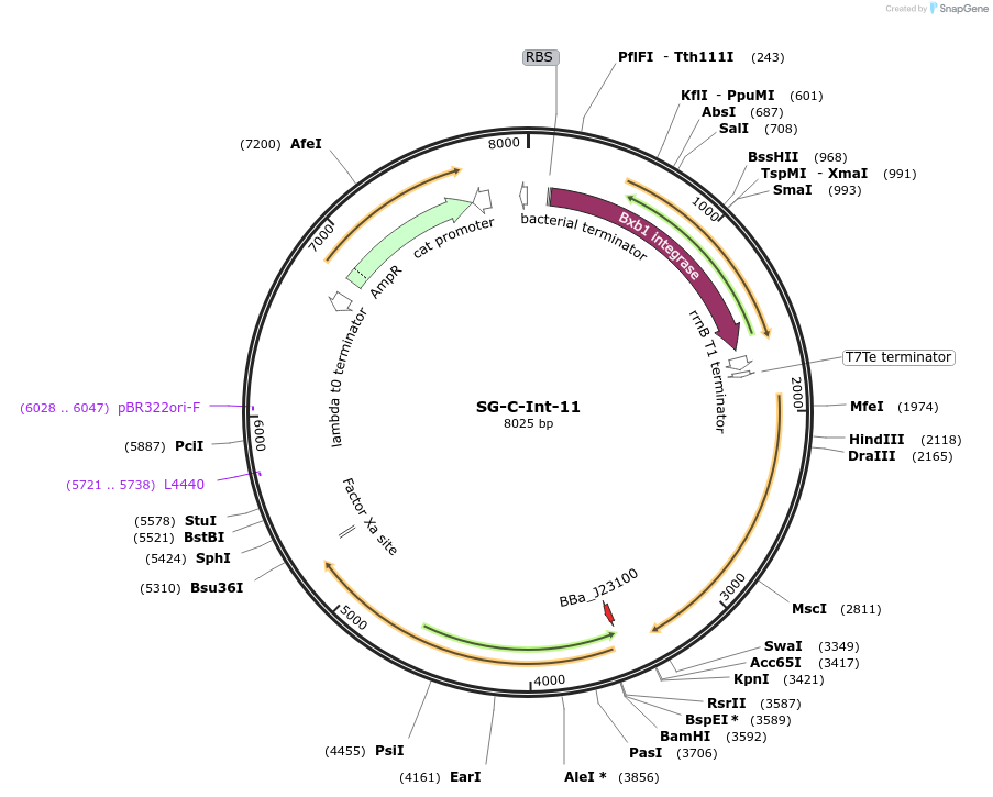 117040-plasmid-map-sequence-id-229058