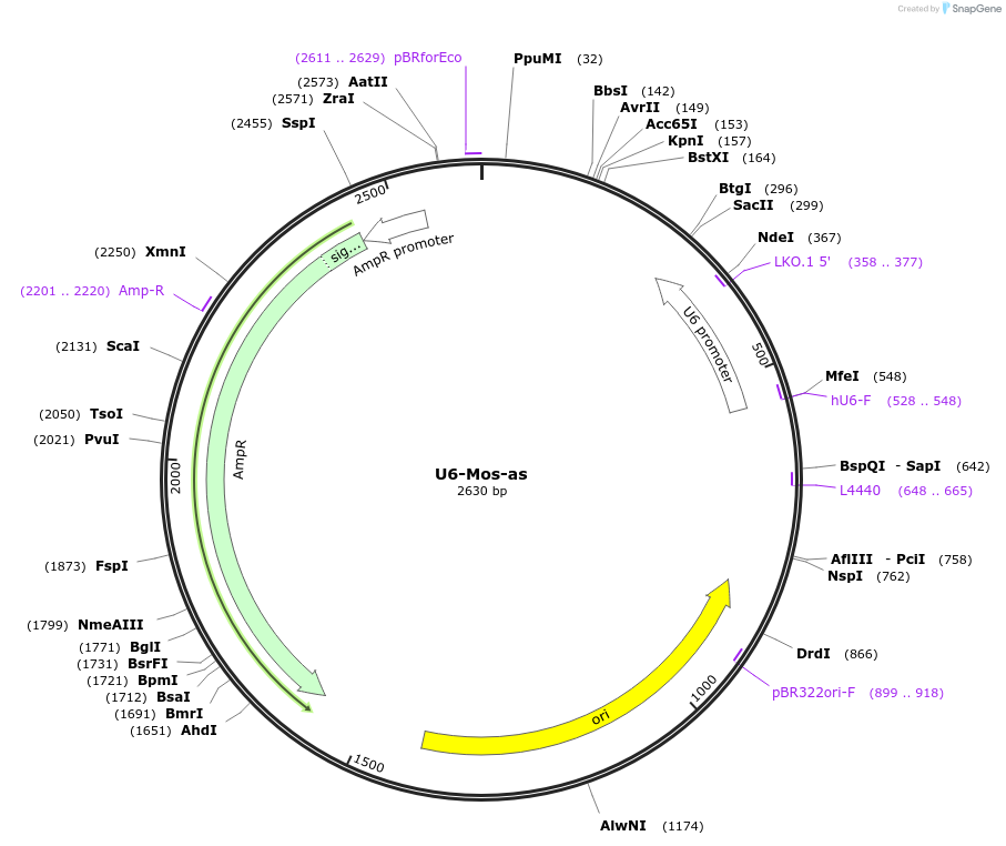 229062_map