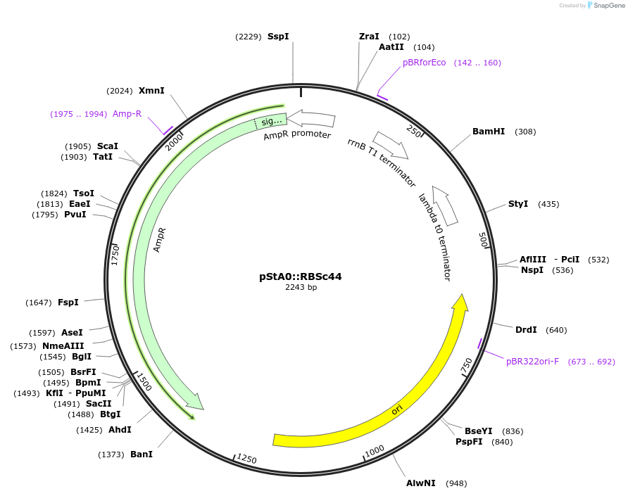 114335-plasmid-map-sequence-id-229063