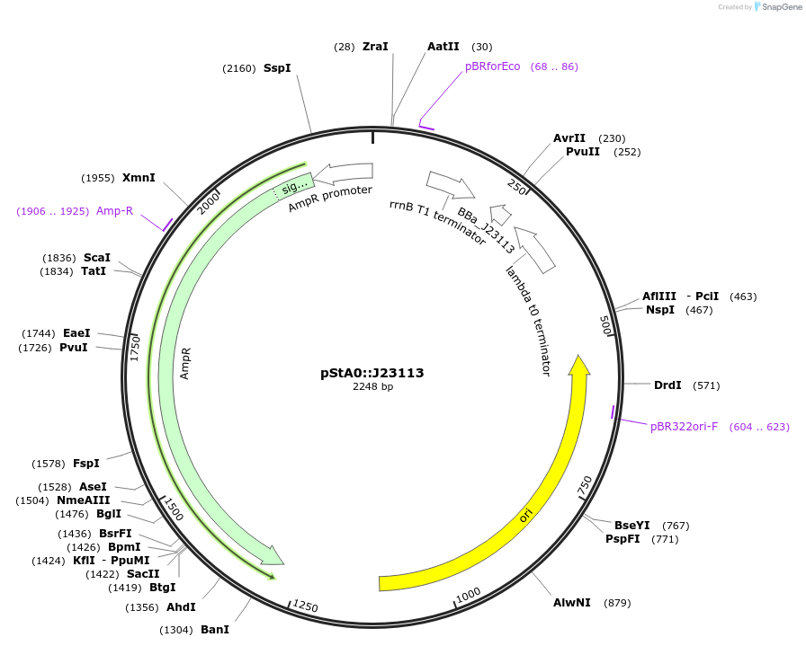 114330-plasmid-map-sequence-id-229064
