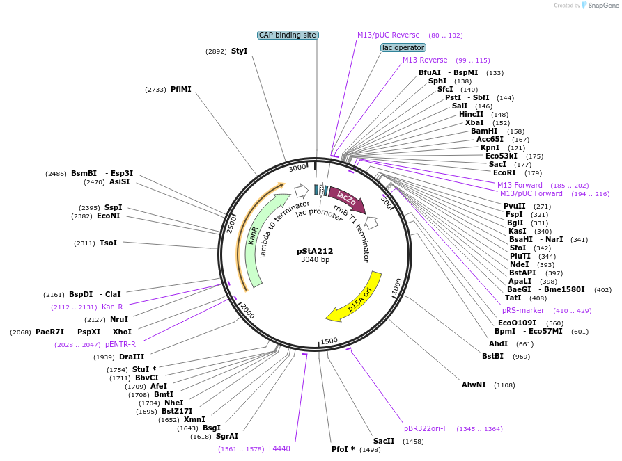 114171-plasmid-map-sequence-id-229065