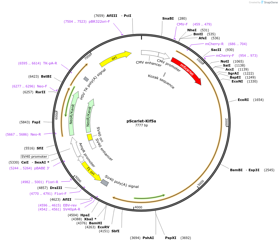 118744-plasmid-map-sequence-id-229075