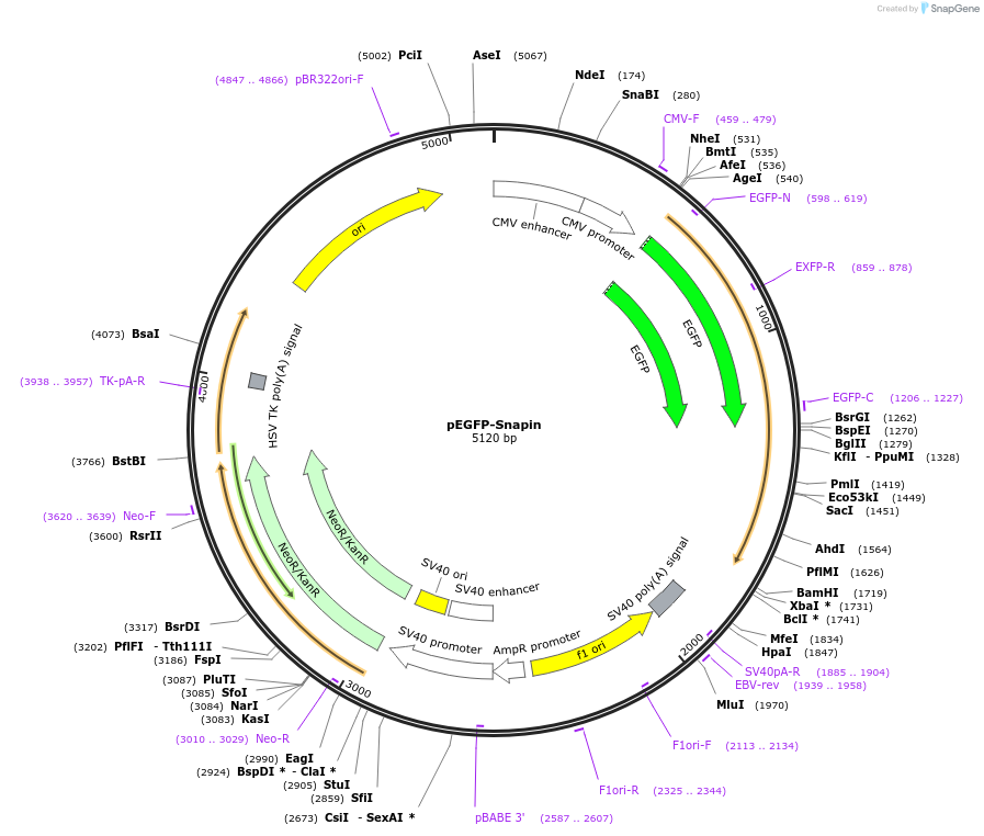 118742-plasmid-map-sequence-id-229079