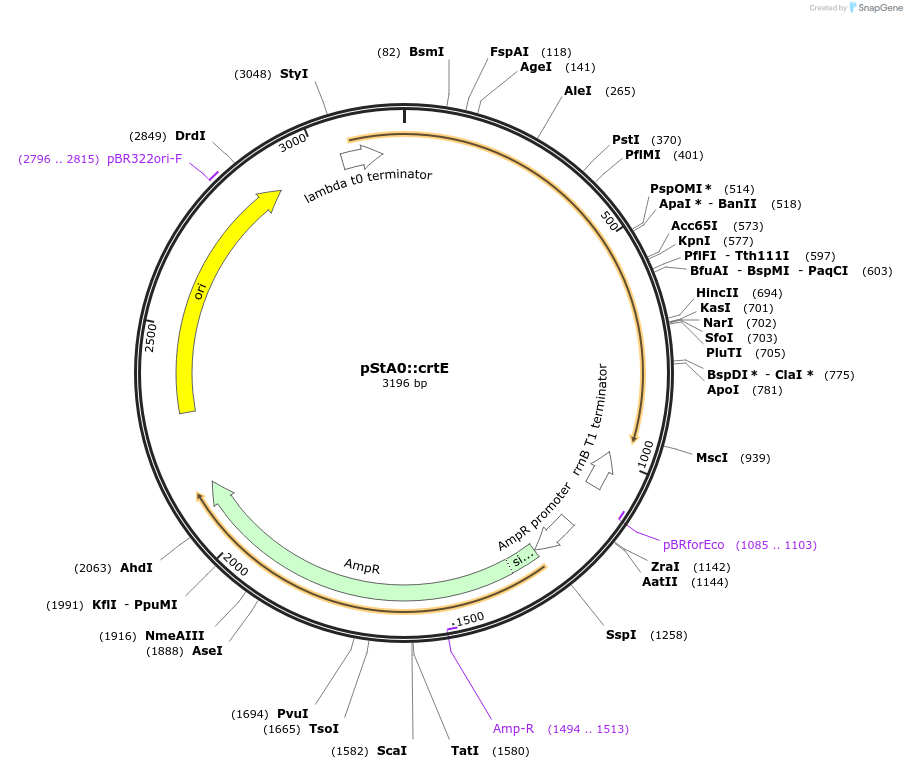 114345-plasmid-map-sequence-id-229083