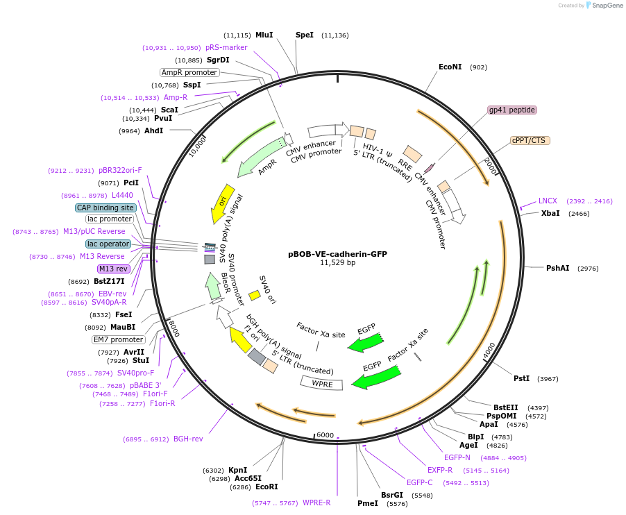 118732-plasmid-map-sequence-id-229086