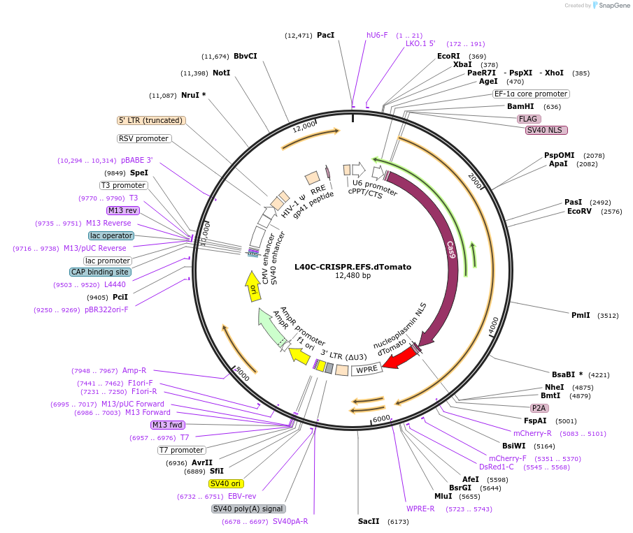 89392-plasmid-map-sequence-id-229088