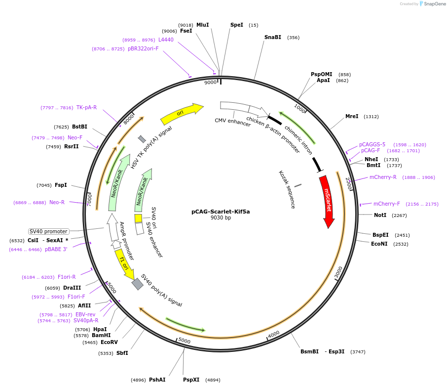 118745-plasmid-map-sequence-id-229089
