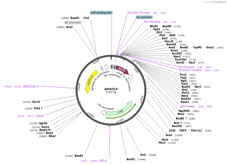 114175-plasmid-map-sequence-id-229092