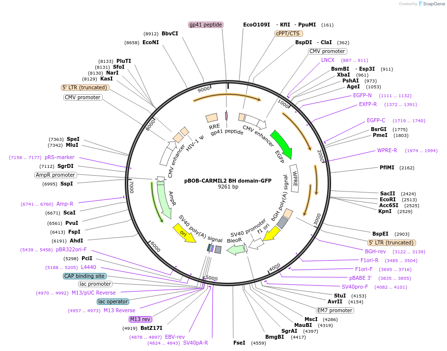118736-plasmid-map-sequence-id-229097