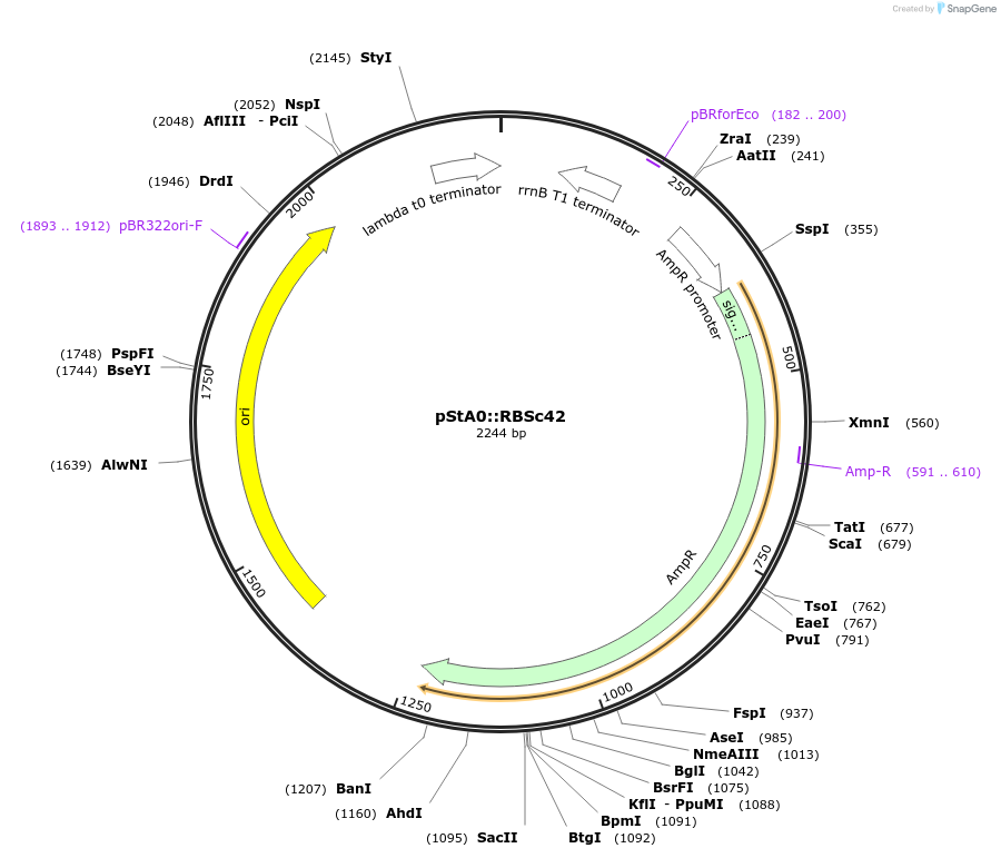 114338-plasmid-map-sequence-id-229108